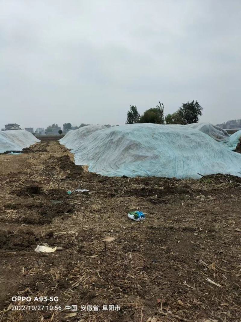 黄储青储玉米秸秆，基地直发一手货源，大量上市中
