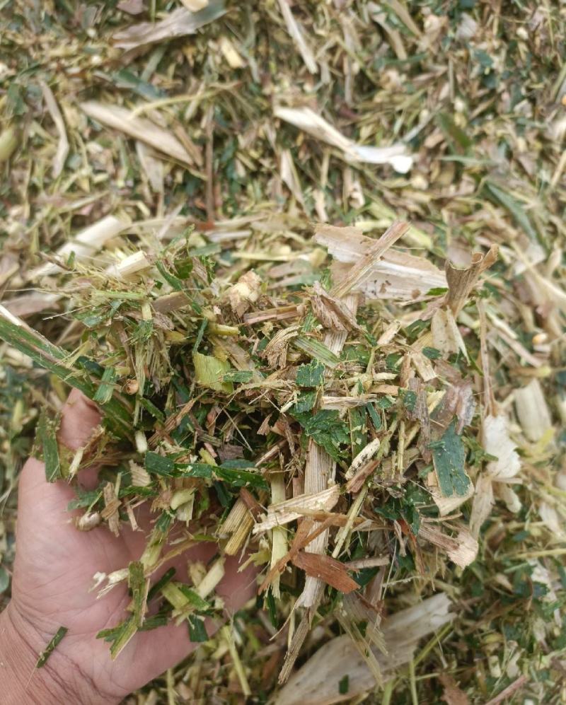 黄储青储玉米秸秆，基地直发一手货源，大量上市中