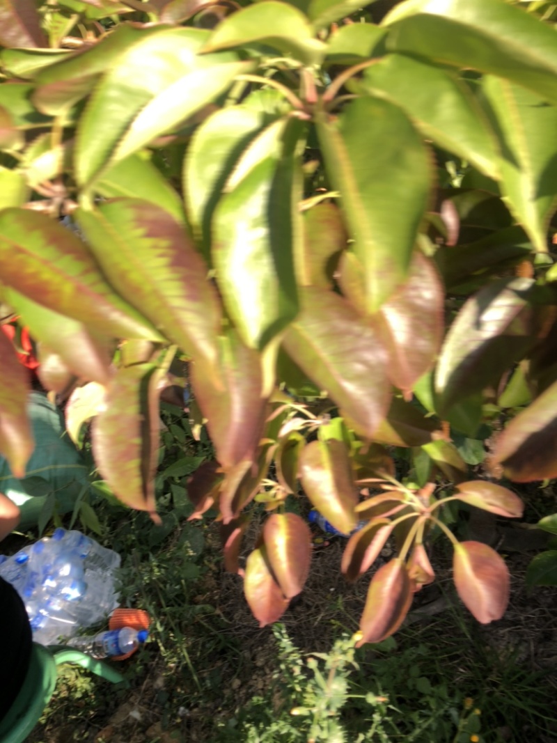 蜂糖梨11个糖左右古树蜂糖梨蜂糖梨。