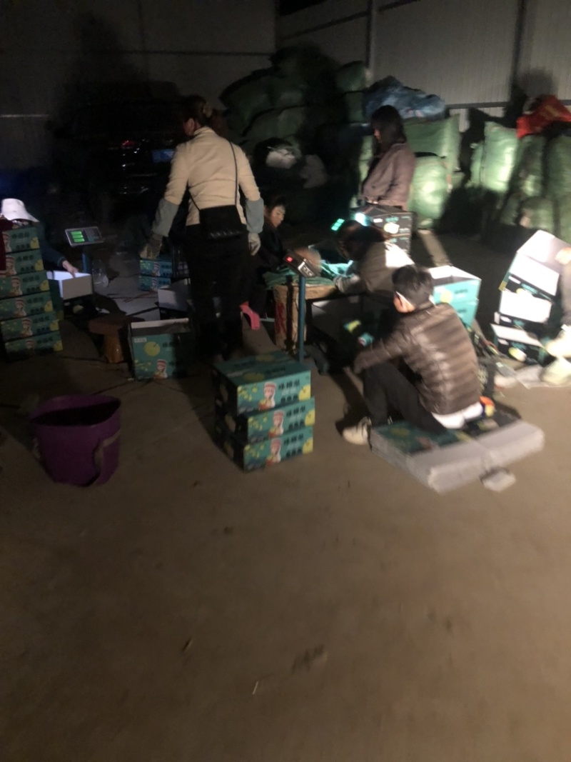 蜂糖梨11个糖左右古树蜂糖梨蜂糖梨。