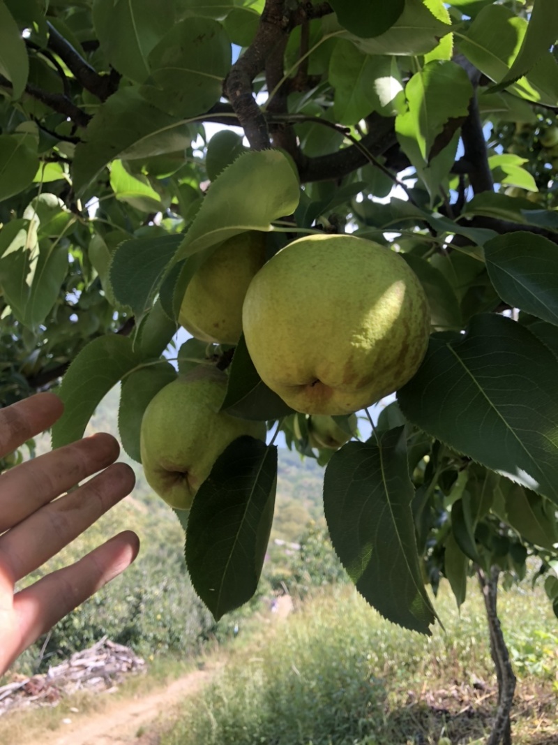 蜂糖梨11个糖左右古树蜂糖梨蜂糖梨。
