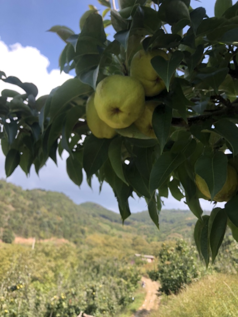 蜂糖梨11个糖左右古树蜂糖梨蜂糖梨。