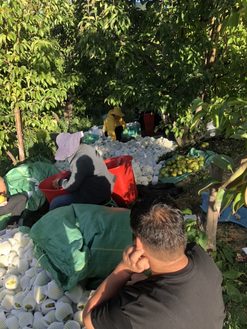 蜂糖梨11个糖左右古树蜂糖梨蜂糖梨。