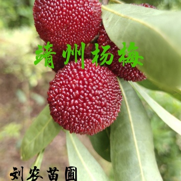 杨梅苗嫁接苗(大黑炭)(乌梅苗)荸荠南方杨梅苗