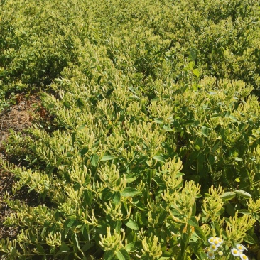 出租土地金银花种植基地