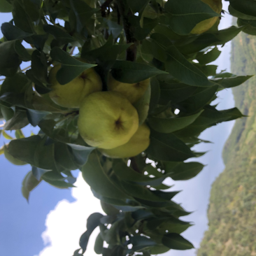 蜂糖梨11个糖左右古树蜂糖梨蜂糖梨。