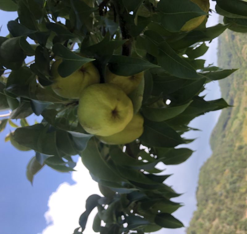 蜂糖梨11个糖左右古树蜂糖梨蜂糖梨。