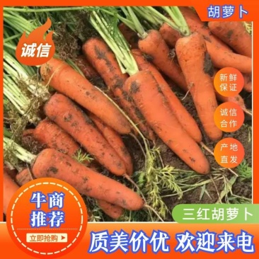 河南胡萝卜颜色品相好场地直发可大量供应欢迎咨询