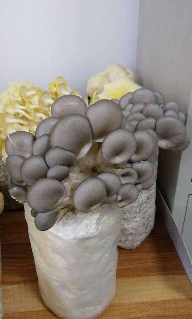 菌种家种蘑菇菌包食用菌室内蘑菇种植菌棒种子菌菇包