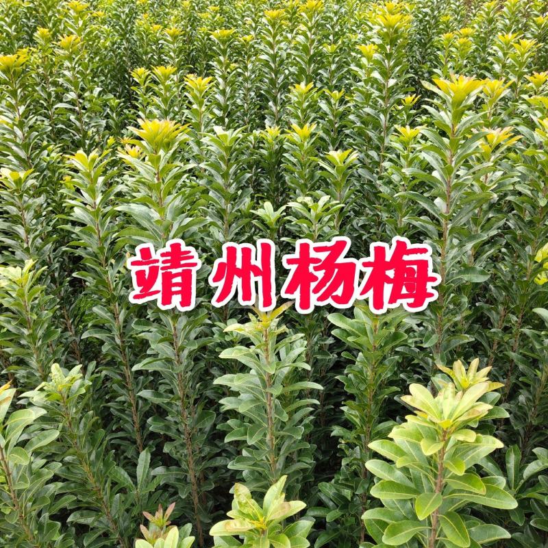 杨梅苗嫁接苗(乌梅苗)(黑炭)杨梅之乡优良品种！包邮