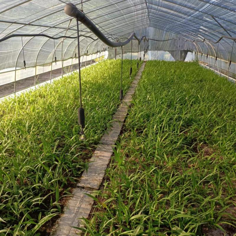 紫花三叉白芨苗直播苗高5公分左右块0.4到3公分通货