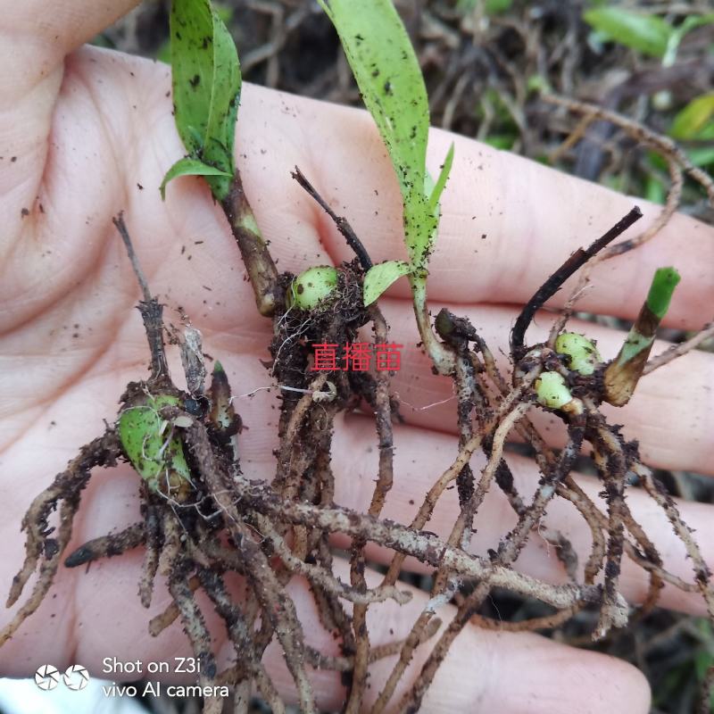紫花三叉白芨苗直播苗高5公分左右块0.4到3公分通货