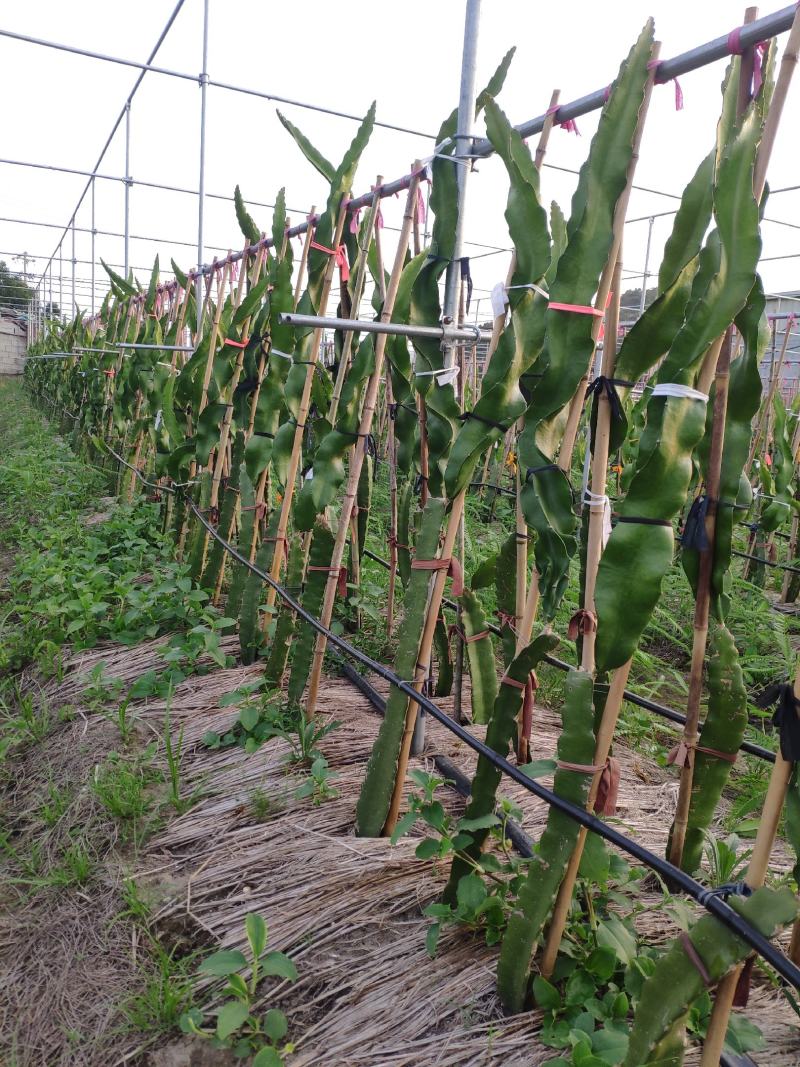 红心火龙果苗品种软大红，红宝龙、金都种苗果大产量高