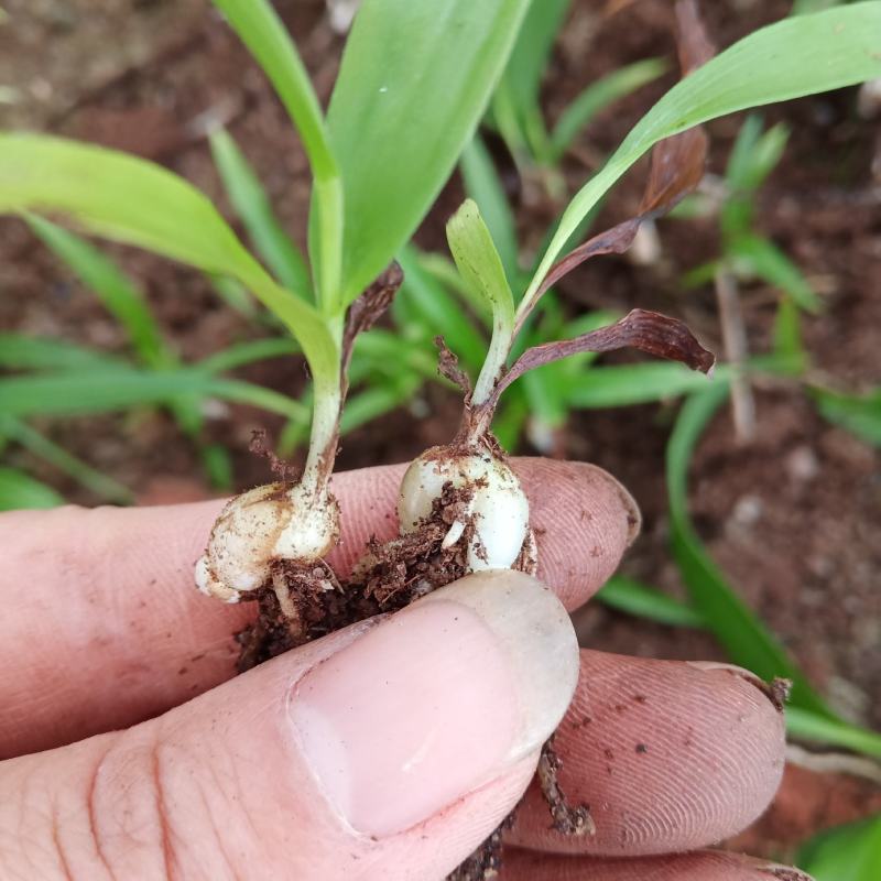 紫花三叉白芨苗直播苗高5公分左右块0.4到3公分通货