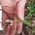 紫花三叉白芨苗直播苗高5公分左右块0.4到3公分通货