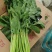 精品南通本直立小波菜，大叶菠菜趴地菠菜，可持续性供货，