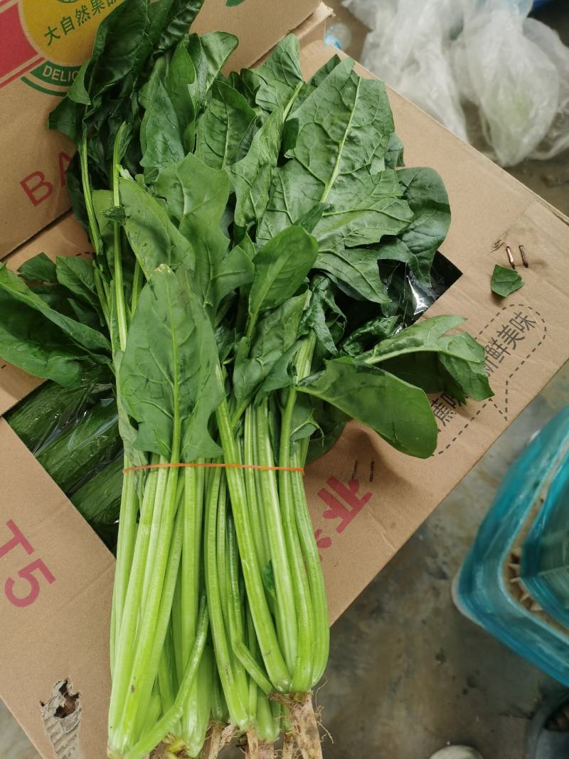精品南通本直立小波菜，大叶菠菜趴地菠菜，可持续性供货，