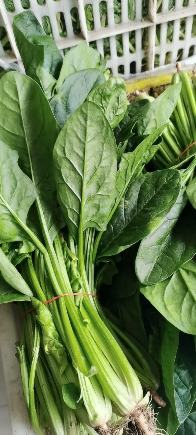 精品南通本直立小波菜，大叶菠菜趴地菠菜，可持续性供货，