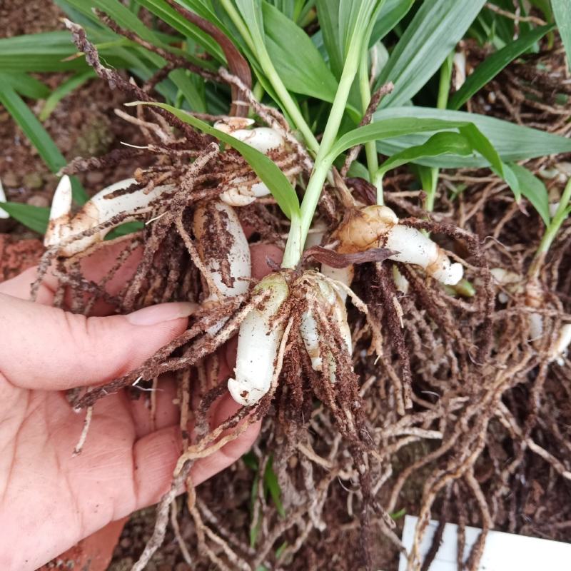 紫花三叉白芨苗直播苗高5公分左右块0.4到3公分通货