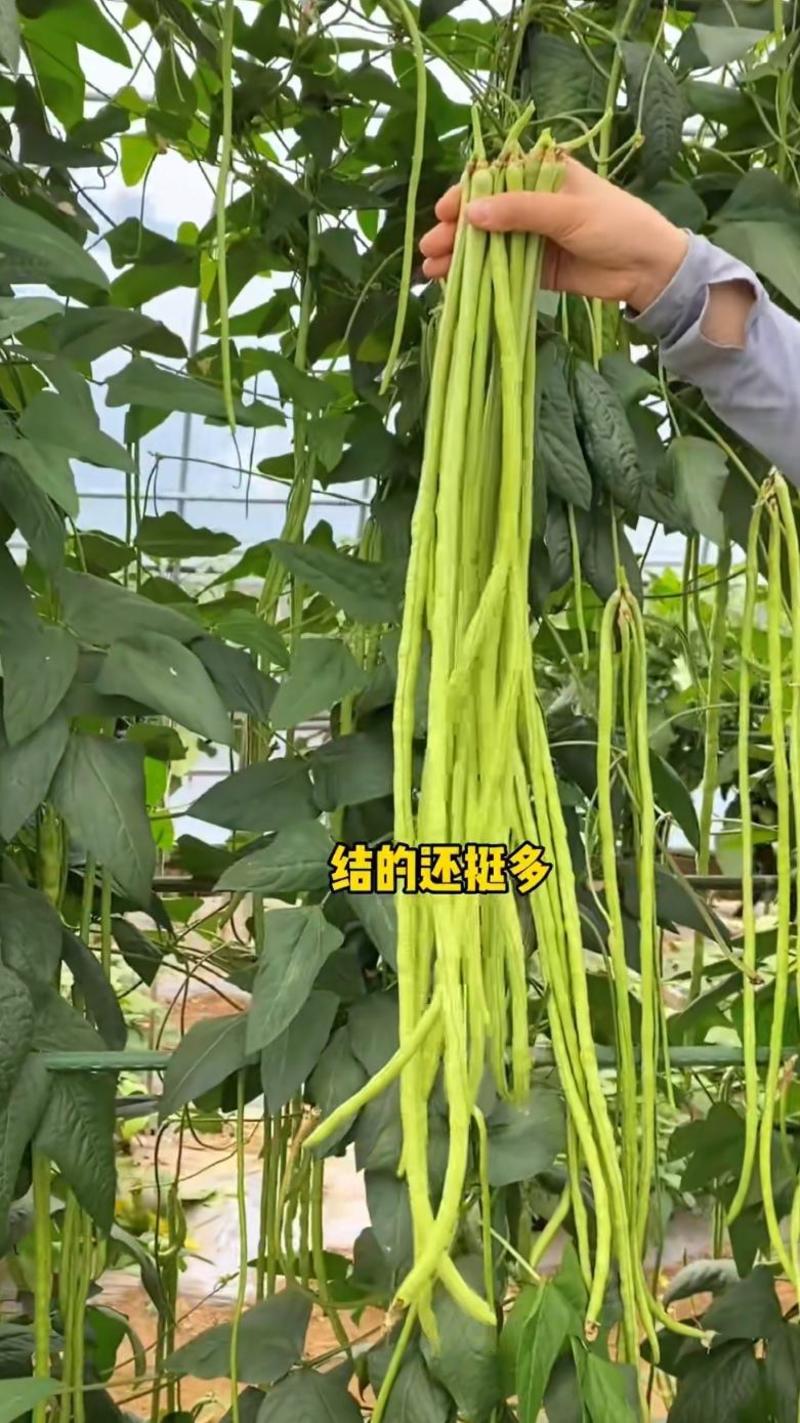 蓝蔬长豆角种子200克长豇豆种子农户种植户大田种植蔬菜种