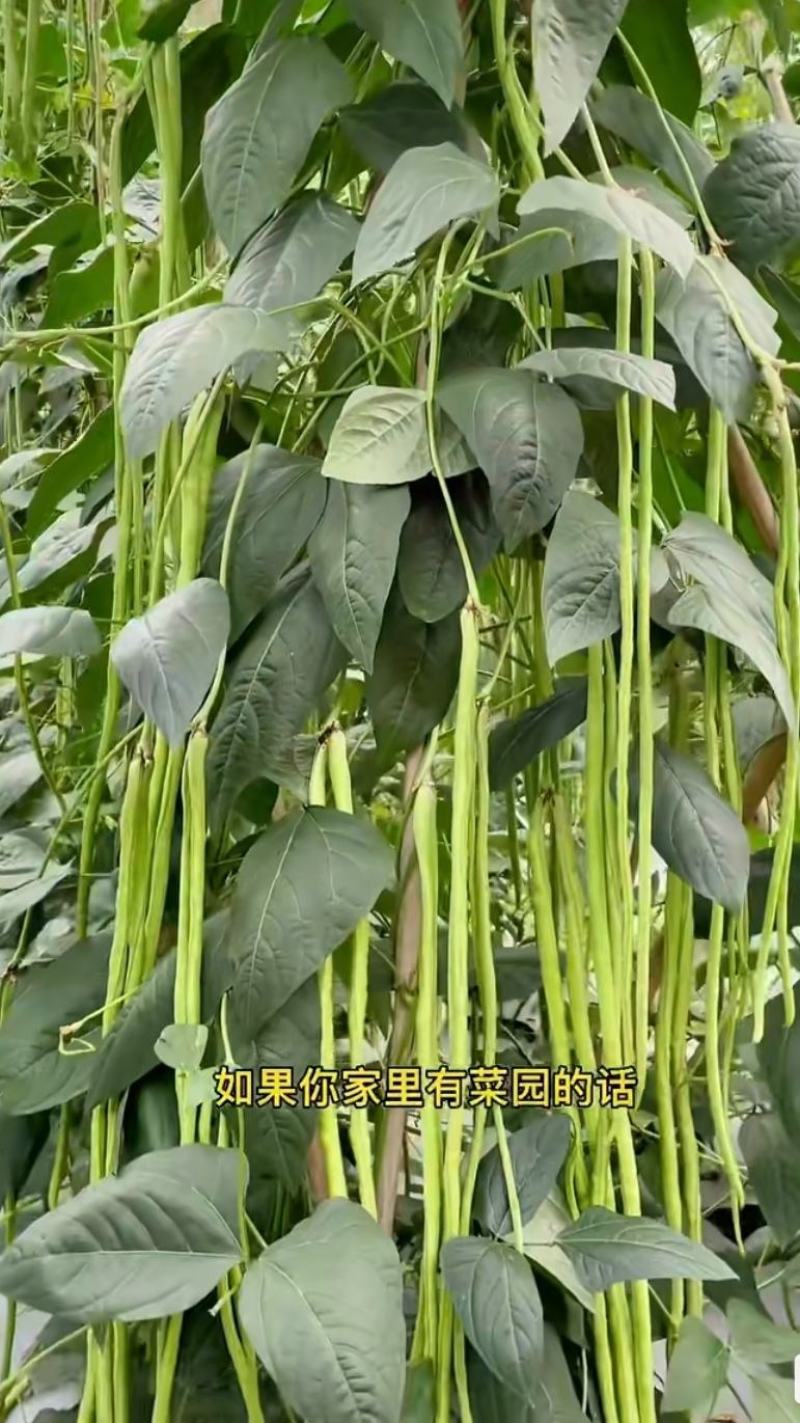 蓝蔬长豆角种子200克长豇豆种子农户种植户大田种植蔬菜种