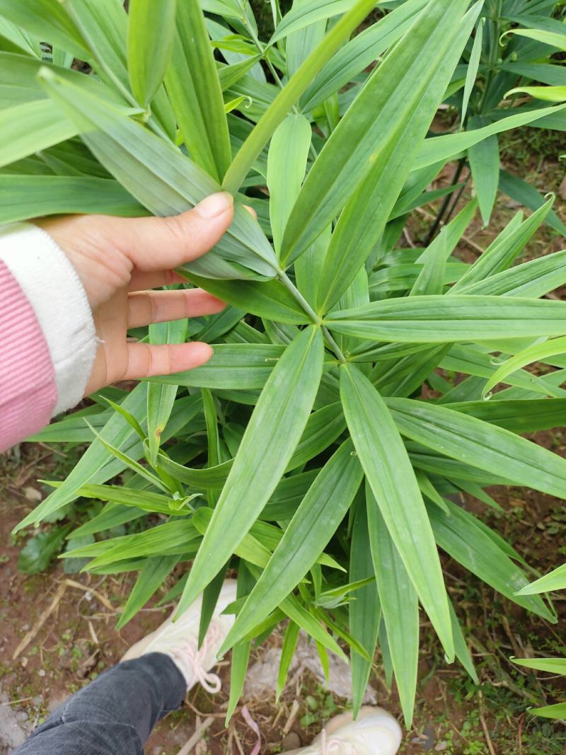 【推荐】四川姜型黄精不倒苗甜黄精，四川猫儿姜，老虎姜，黄