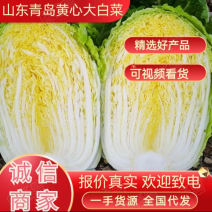 山东青岛平度黄心白菜，大量上市中，保质保量