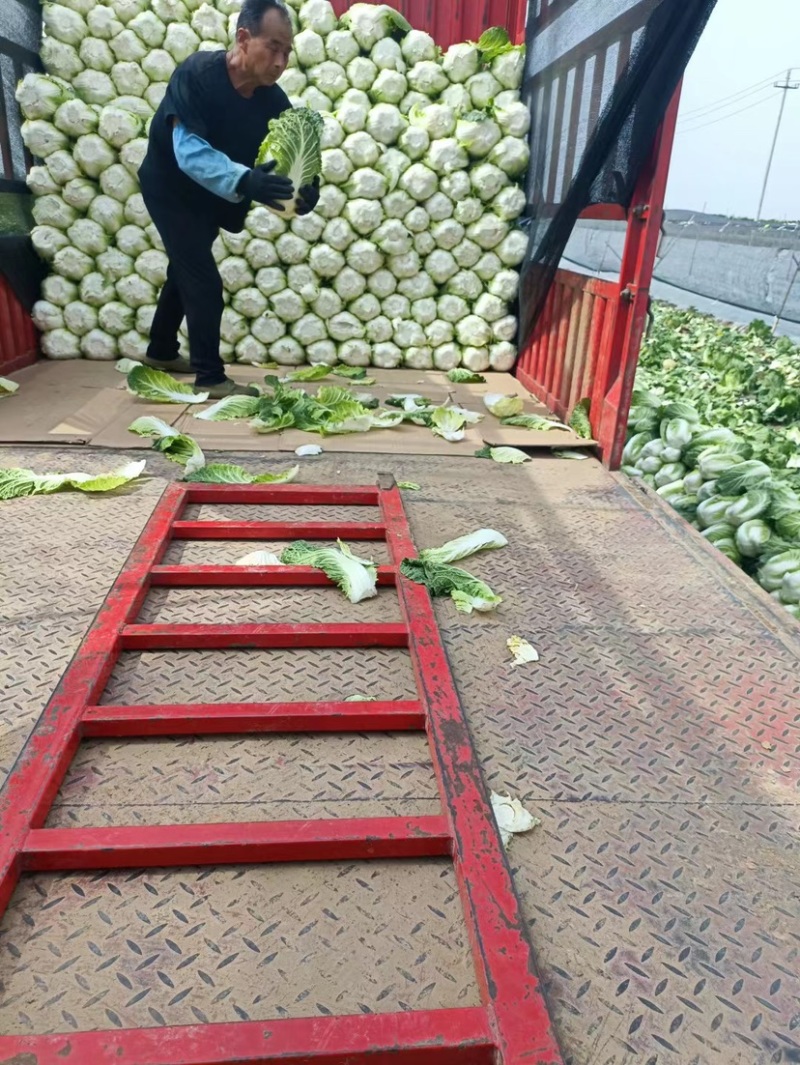 山东青岛平度黄心白菜，大量上市中，保质保量