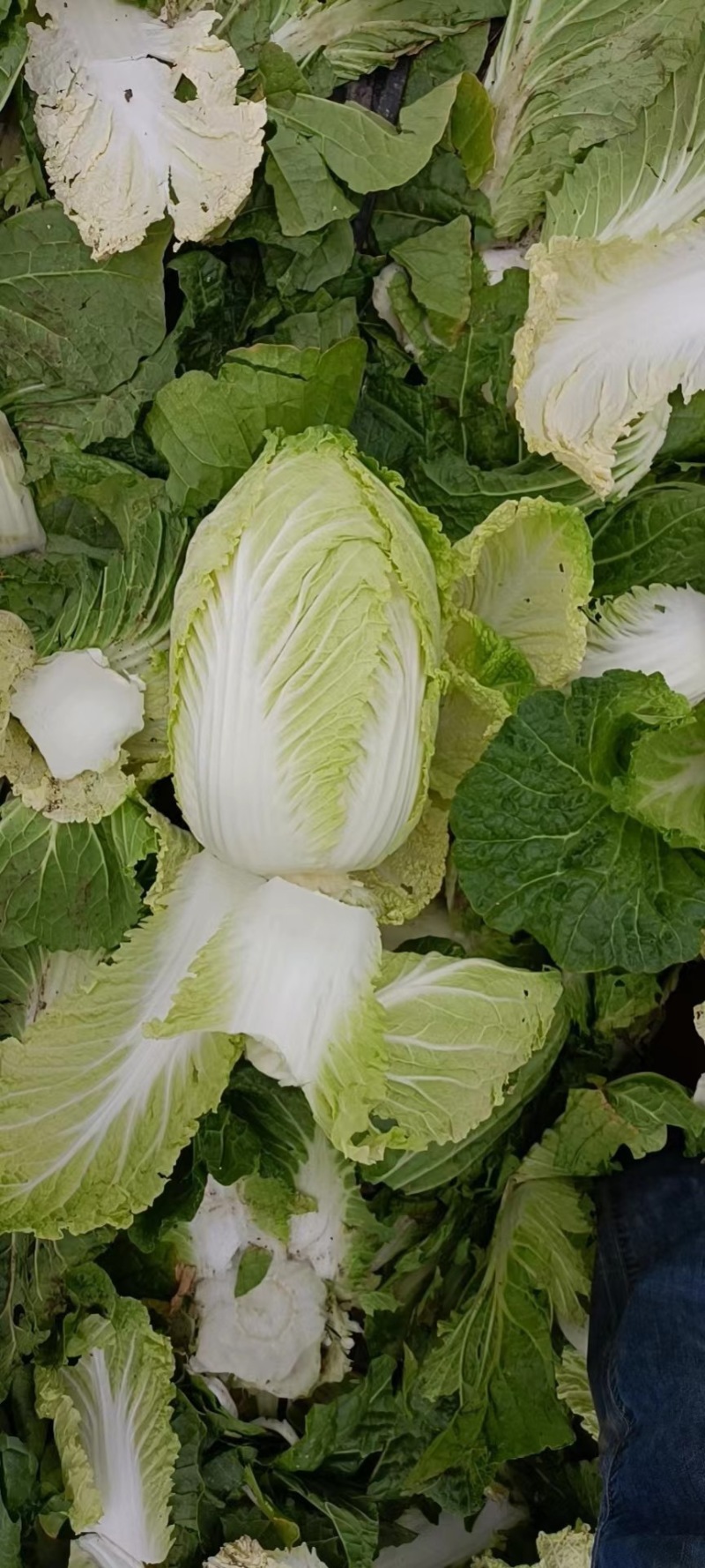 山东青岛平度黄心白菜，大量上市中，保质保量