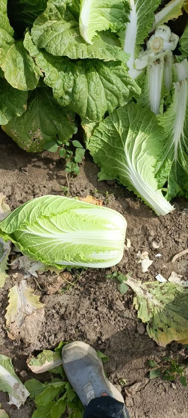 山东青岛平度黄心白菜，大量上市中，保质保量