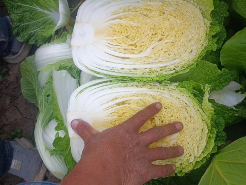 山东青岛平度黄心白菜，大量上市中，保质保量