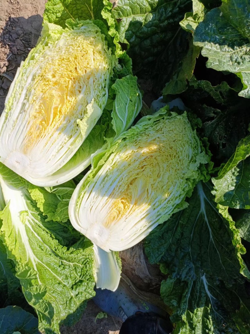 山东青岛平度黄心白菜，大量上市中，保质保量