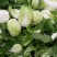 山东青岛平度黄心白菜，大量上市中，保质保量