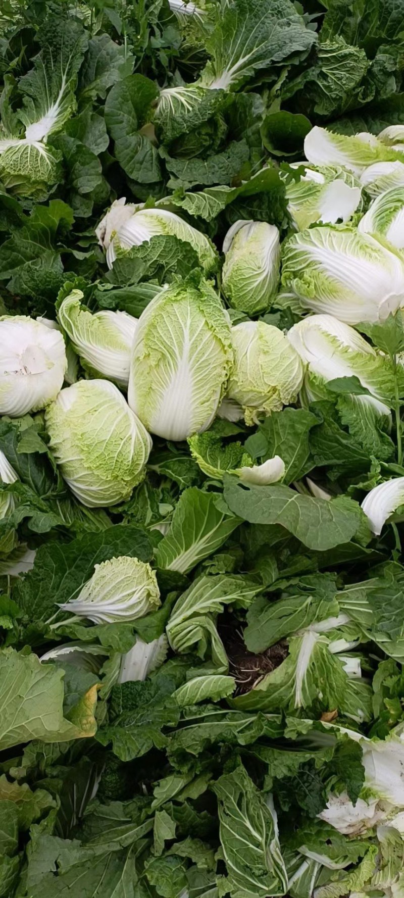 山东青岛平度黄心白菜，大量上市中，保质保量