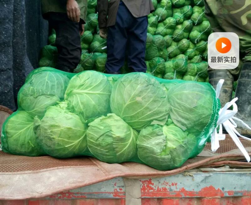 甘蓝大量上市。