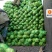 甘蓝大量上市。