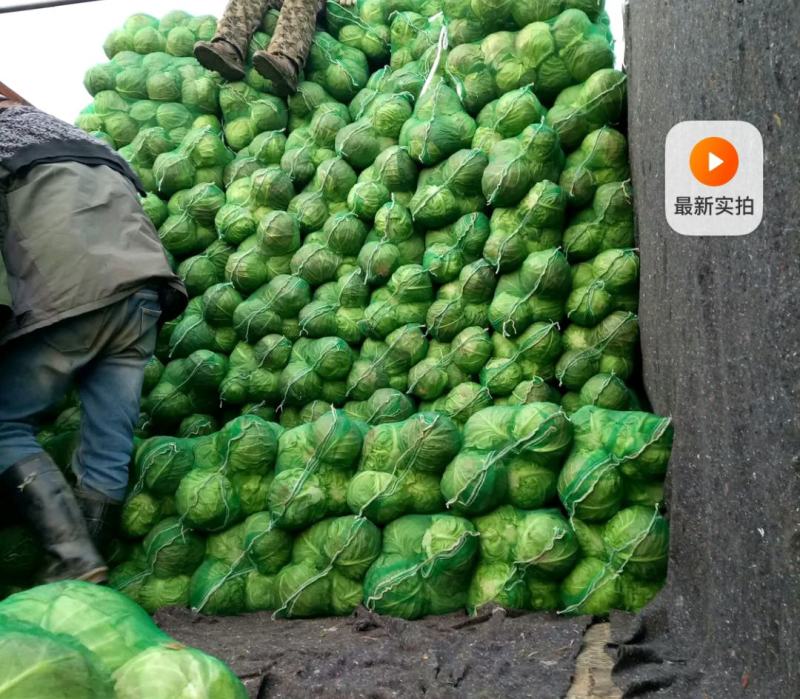 甘蓝大量上市。