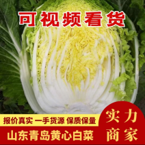 山东青岛平度市南村镇黄心白菜上市中，量大从优欢迎来电