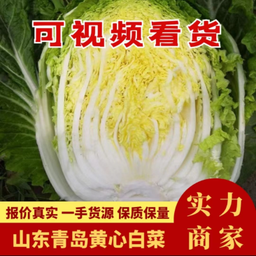 山东青岛平度市南村镇黄心白菜上市中，量大从优欢迎来电