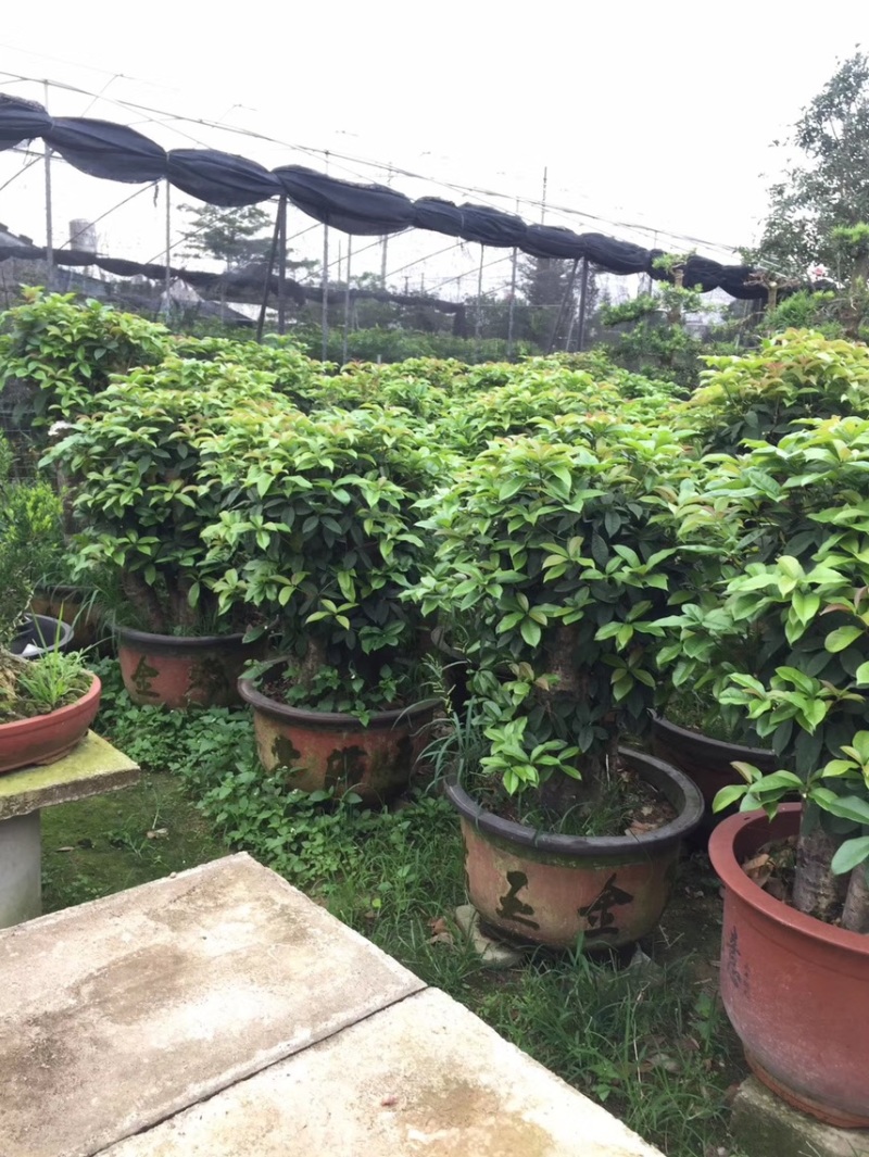 出售各种各样的桂花盘景有须要的老板联系我