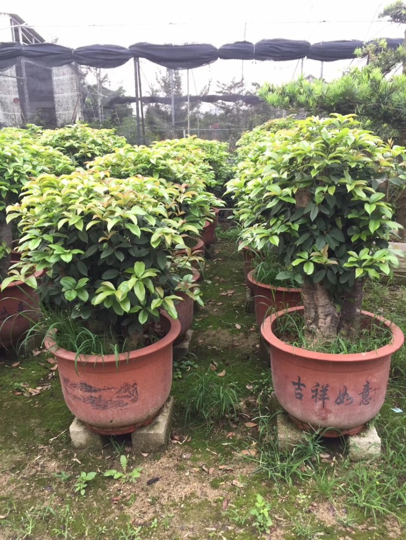 出售各种各样的桂花盘景有须要的老板联系我
