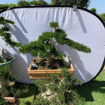 大量出售各种各样的黄杨有须要的老板联系我