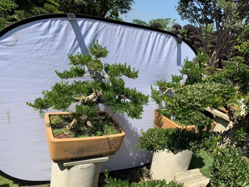 大量出售各种各样的黄杨有须要的老板联系我