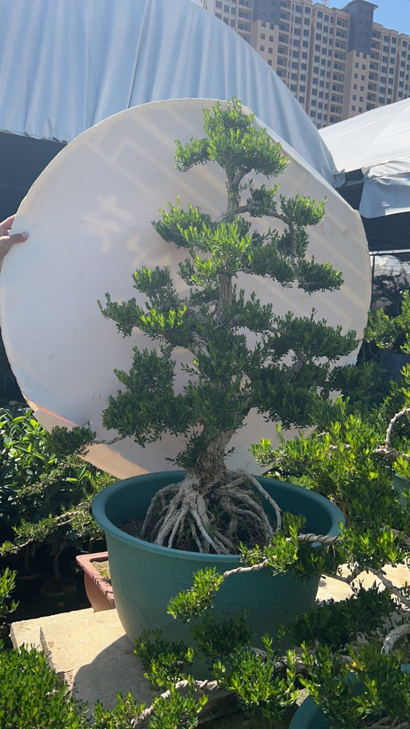 大量出售各种各样的黄杨有须要的老板联系我
