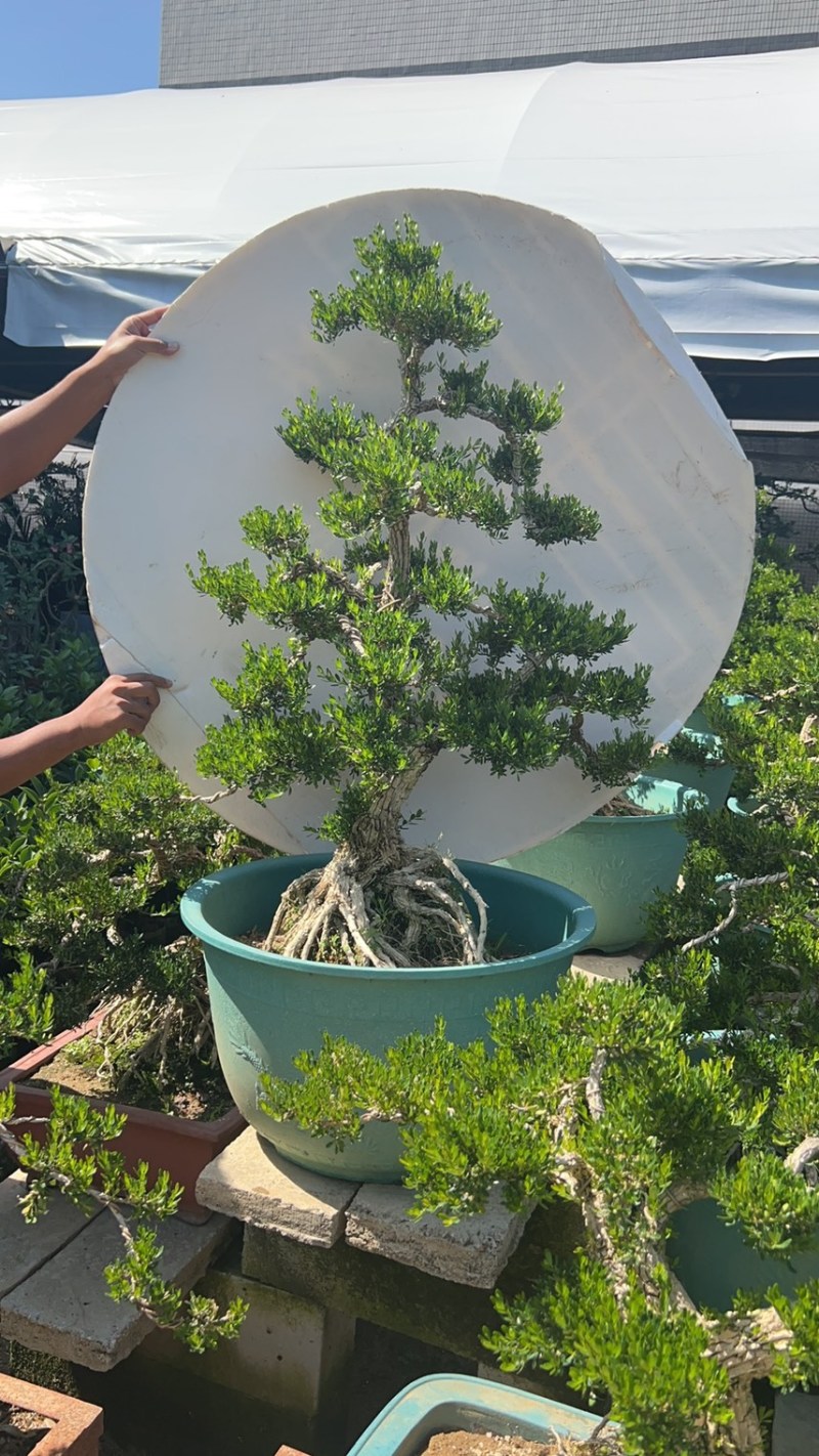 大量出售各种各样的黄杨有须要的老板联系我