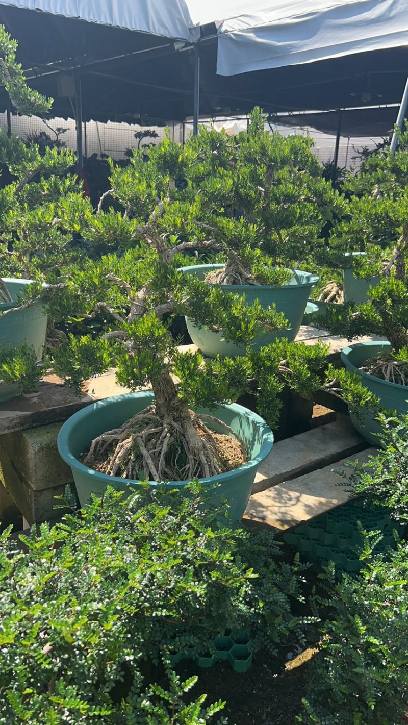 大量出售各种各样的黄杨有须要的老板联系我
