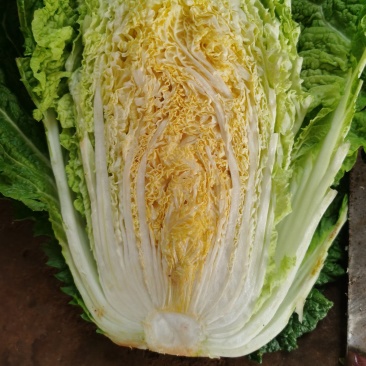 大颗头山菜，无斑点，无虫眼，不烧心