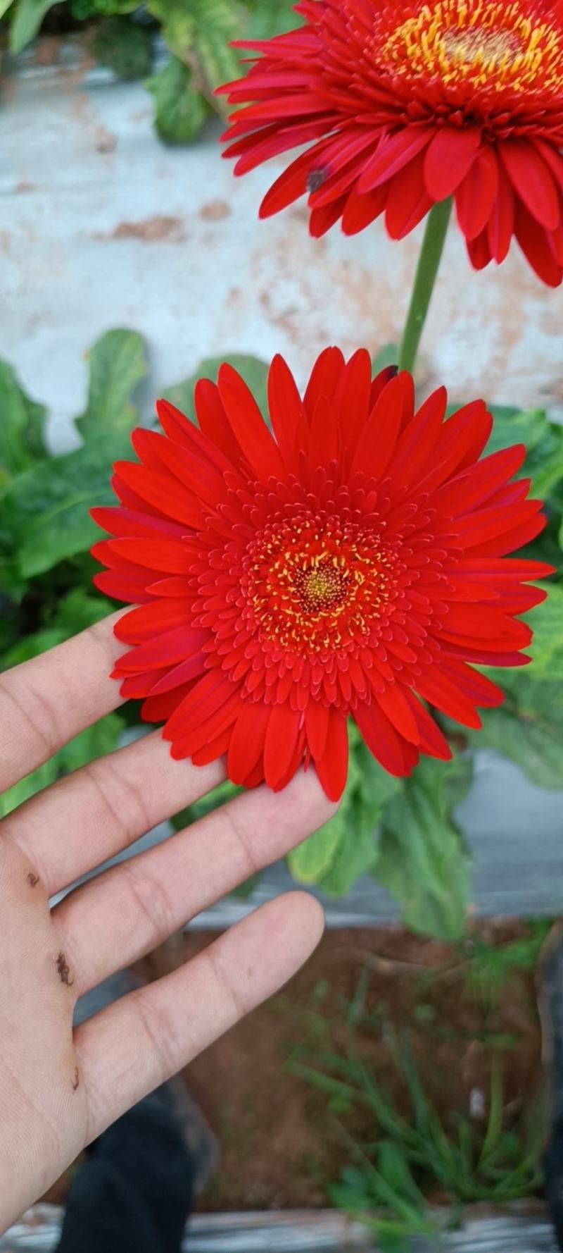 非洲菊