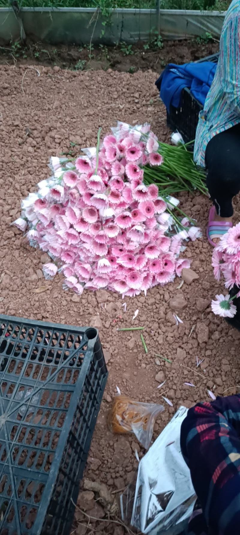 非洲菊