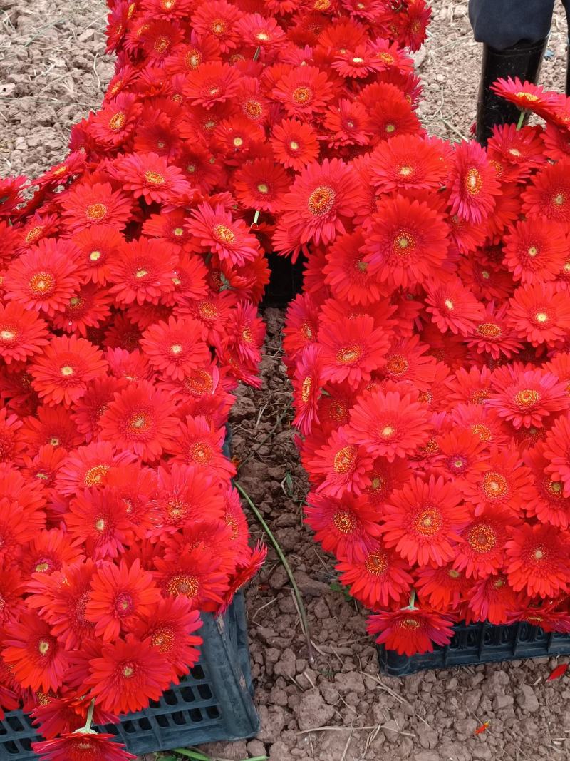 非洲菊
